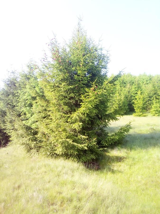 Sadyba U Vani Volovets Exterior photo